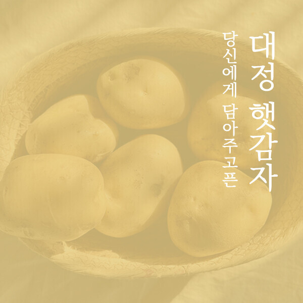 [제라진 아들] 제주 대정 감자, 햇감자